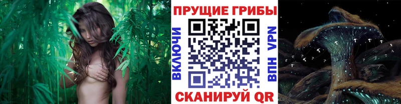 площадка как зайти  Нижневартовск  Галлюциногенные грибы Psilocybine cubensis 